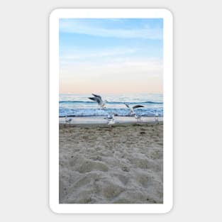 Seagulls sit on the beach Sticker